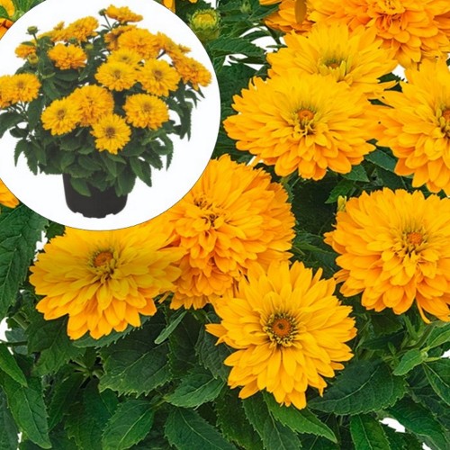 Heliopsis 'Sole Doppio' - Päikesesilm 'Sole Doppio'